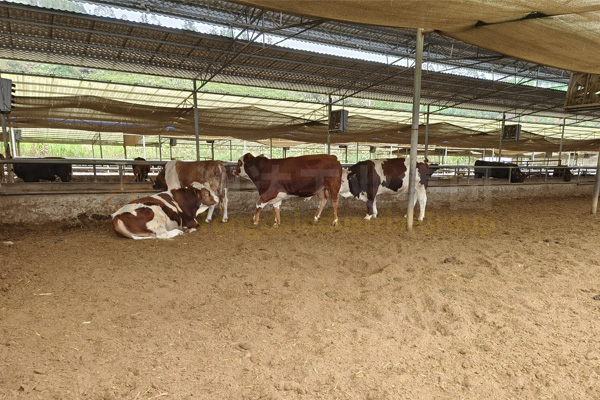  有機肥生產(chǎn)線技術方案，農(nóng)村有機肥廠的投資和利潤分析