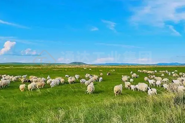 建有機肥廠解決了草原牛羊堆糞難題，牛羊糞如何進一步加工處理做成綠色有機肥料?