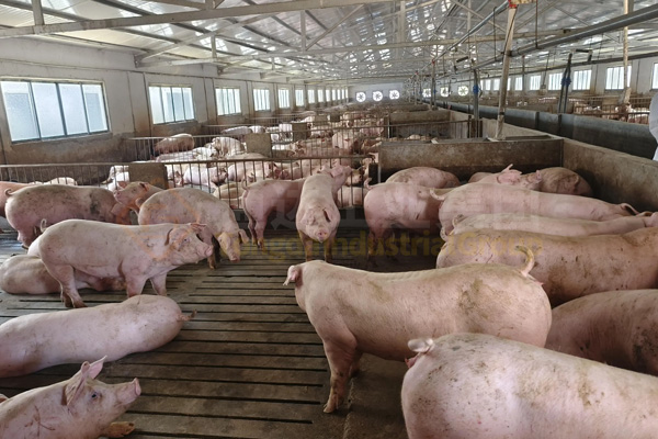 養(yǎng)殖場糞污處理,低成本有機肥生產(chǎn)線方案